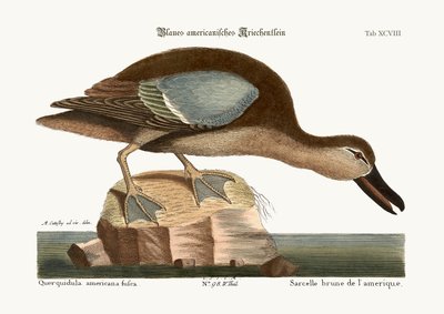 The Blue-wing Teal by Mark Catesby